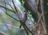 blackcap